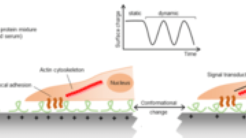 Electroactive microenvironments as a major driver of cell behavior Electroactive microenvironments as a major driver of cell behavior